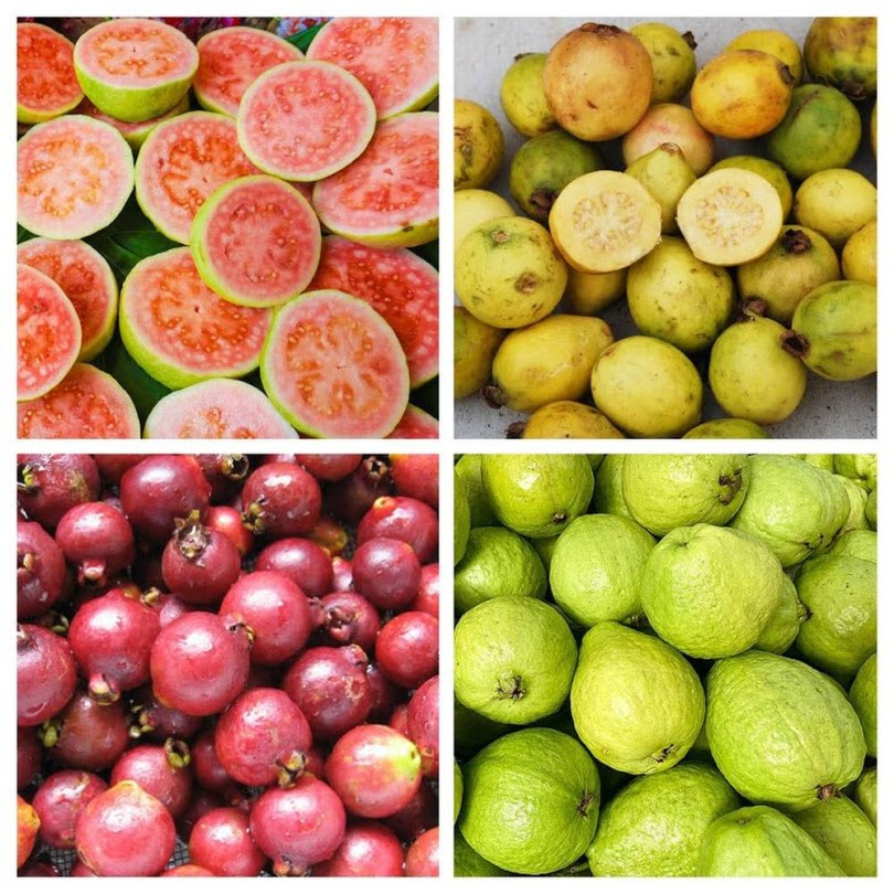 Guava magkeverék , Psidium ssp, fagyérzékeny, gyümölcs
